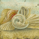 Seashells